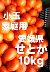 訳あり品　愛媛県産　家庭用　せとか　柑橘　　10kg