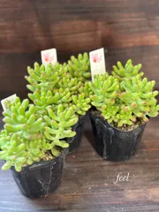 ツンツン 赤いホッペの⭐️ルビーティント⭐️多肉 7頭 寄せ植え ツンツン 赤いホッペの⭐️ルビーティント⭐️多肉 7頭 寄せ植え