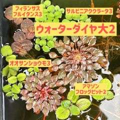 ウォーターダイヤが主役のビオトープセット