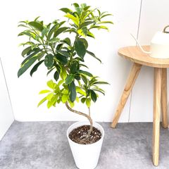 シェフレラ ジェニーネ 2【現品】☆希少☆ 観葉植物 室内 斑入り