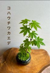 盆栽　コハウチワカエデ　夜空色の鉢　2.5号