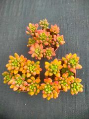 新発売 QS60 砂糖 105苗セット 土と根付き 多肉植物 エケベリア