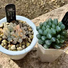 2025年最新】ブラックオブツーサ錦の人気アイテム - メルカリ