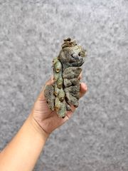 ▽Lecanopteris Spp Lomarioides▽ 20レカノプテリス　ロマリオイデス【プラネット】アリ植物　シダ　 Lecanopteris Wild