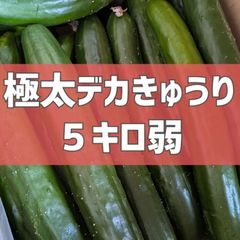 今月で終了！超特価！5キロ弱！極太デカきゅうり！　野菜ソムリエサミット銀賞受賞　農家直送　減農薬　有機肥料　きゅうり　訳あり　規格外　5kg 産地直送