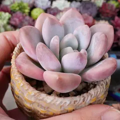 2025年最新】多肉 オパリナ錦の人気アイテム - メルカリ