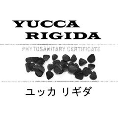 ぎんちゃん専用 1000粒+ ユッカ　ロストラータ 種 種子 植物検疫証明書 2月入荷 75粒+ ユッカ ロストラータ 種 種子 植物検疫証明書 - メルカリ