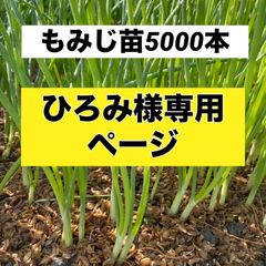 ひろみ様専用ページ‼️玉ねぎ苗‼️もみじ5,000本