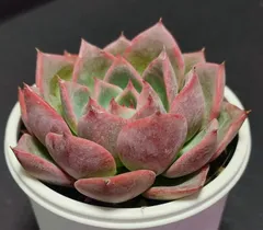 mlpl様 リクエスト ケーレス3種×2セット イエコラ2個 まとめ商品 mlpl様 リクエスト ケーレス3種×2セット イエコラ2個 まとめ商品