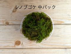 シノブゴケ 中パック 有福MOSS