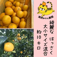 タイムセール中！！【産地直送】和歌山県産　綺麗なハッサク　大小サイズ混合　約10キロ