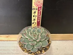 スノーミルフィーユ　札付きポットごとメルカリ便おらいさん苗ミックスベリア 61l+OTt2fsL._UF350,350_QL50_.jpg