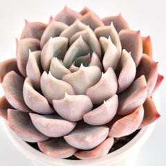 【多肉植物】エケベリア・オリオン　Echeveria 'Orion'