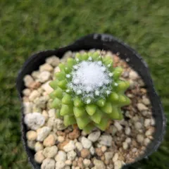 2025年最新】マミラリア サボテンの人気アイテム - メルカリ