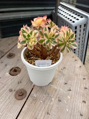 ゴージャス アエオニウム トロピカルガーデン 多肉植物