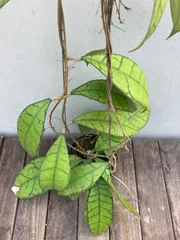 ホヤ カリストフィラ ジャイアント【現品・鉢付・タグ付・メルカリ便】サクララン 2025年最新】カリストフィラの人気アイテム - メルカリ