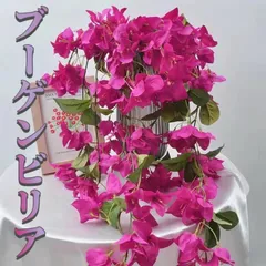 ブーゲンビリア ピンク No922約100㎝ らくらくメルカリ便発送‼️ ブーゲンビリア ピンク No922約100㎝ らくらくメルカリ便発送