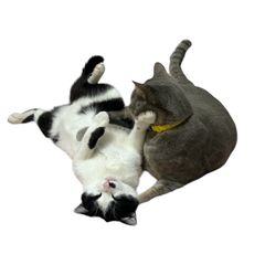 ねこneko☆ - メルカリShops