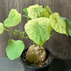 ステファニア スベローサ 斑入り Stephania Suberosa Variegated
