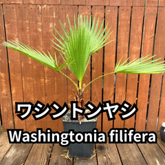 【鉢ごと発送】ワシントンヤシ　ワシントニアフィリフェラ　Washingtonia filifera　2024-6-10-wf2