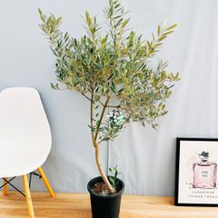 ［現品］46番　創樹　オリーブ　ピクアル　8号　観葉植物　大型　屋外　souju 珍しい　かわいい　おしゃれ　人気