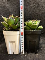 アガベ チタノタ ブラック&ブルー 鉢植えのまま第四種郵便発送 - メルカリ