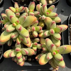 多*ん様 K1208　ルドリップ　70株　多肉植物 抜き苗 エケベリア 韓国苗 K1208 ルドリップ 70株 多肉植物 抜き苗 エケベリア 韓国苗