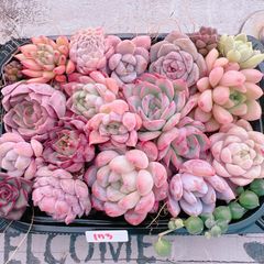 新春特別価格!!多肉植物寄せ植えset♡173