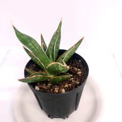 発根済み》ユッカ・エレファンティペス カット枝 新芽付 - メルカリ