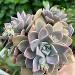 多肉植物ピンクプリティー群生
