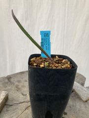 Lachenalia hirta(62415)