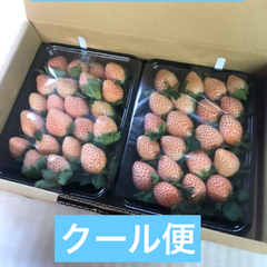 いちご　苺　ニパック
