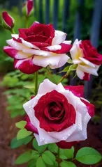 2024年最新】スプレーバラ苗の人気アイテム - メルカリ 