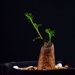 3S1 根挿し パワータンク オペルクリカリア・デカリー Operculicarya decaryi コーデックス 塊根植物 プレステラ90 オペルクリカリアデカリー