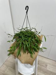 ホヤ・ロンギフォリア　チャイナビーンズ　　花　観葉植物　簡単　植木　インテリア　グリーン　ハンギング　ガーデニング　花　簡単　オシャレ　シンプル　キレイ　リビング　カフェ　美容室　オフィス　ショップ　屋内　装飾
