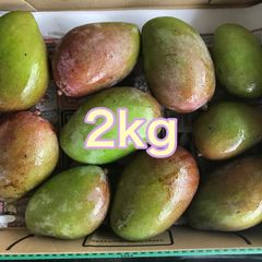 沖縄県産 摘果マンゴー 青マンゴー グリーンマンゴー2kg