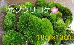 2025年最新】ホソウリゴケの人気アイテム - メルカリ