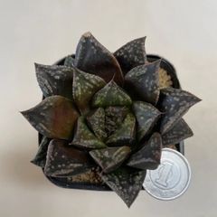 多肉植物　ハオルチア　カラス城　抜き苗　根付き