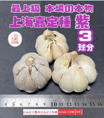 24年物　上海嘉定種紫　3球分　中国にんにくの最高峰かも　バラして　にんにくひめ