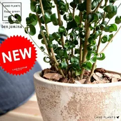 ベンジャミン（バロック） エッグラウンド 陶器鉢 茶色 8号 鉢植え 鉢 苗 苗木 大型 観葉植物 茶 ブラウン 砂色 ベージュ 