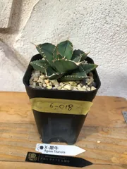 2025年最新】アガベ 犀牛の人気アイテム - メルカリ