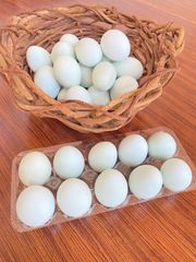 ガチョウの食用卵 10個セット 食用ガチョウ の卵 6個 有精卵