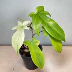 【葉っぱの形がかわいい】　フィロデンドロン　フロリダゴースト　Philodendron Florida Ghost　幹立