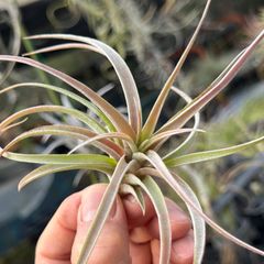 大＊ チランジア キセログラフィカ × ブラキカウロス Tillandsia xerographica x Tillandsia brachycaulos＊エアプランツ＠フラワーショップ江口