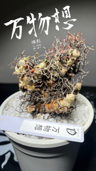 万物想　良型　チレコドン  レティキュラータス　現地球　抜き苗　微発根