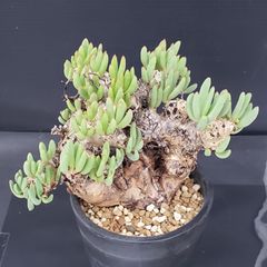 J681【自社養生株】チレコドン　レティキュラータス　万物想（現地球・発根株・鉢植え）【塊根植物】