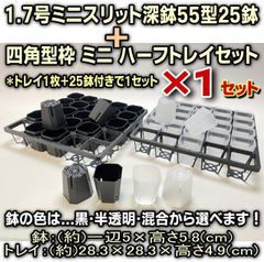 1.7号ミニスリット深鉢55型(黒・半透明クリアー)(スリット鉢)★高機能ミニプラ鉢25鉢＋四角型枠ミニハーフトレイセット×1セット＊多肉植物・塊根植物コーデックス・アガベ・サボテン・観葉・ハオルチア・アデニウム・パキポディウム・実生＠フラワーショップ江口