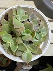 多肉植物　ケーレス実生　シャビアナペレグリナ小苗　7苗！おまけつき！