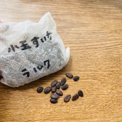 小玉スイカ　飛紅船ラルク　すいか　無農薬　自家採取　ラグビー