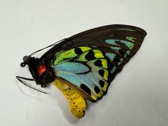 昆虫標本販売店ワイルドプライド - メルカリShops